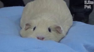 6 полезных продуктов для морской свинки