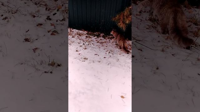 Бабушка привела всю банду на прогулку.(без дедушки.)????? смотреть онлайн