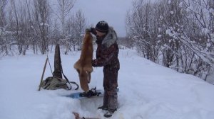 Осматриваем шкуру лисы, перед транспортировкой домой 53