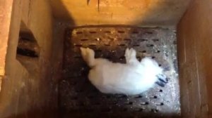 Кремация животных в Москве и области