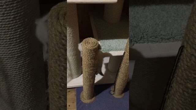 Если долго мучиться, что-нибудь получится. Когтеточка. Наши акробатки. смотреть онлайн