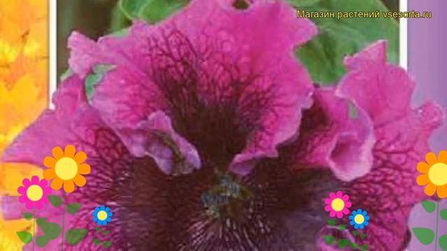 Петуния гибридная крупноцветковая Триумф f1 темно-пурпурная. Краткий обзор смотреть онлайн