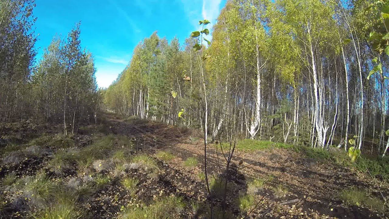 Mushrooms in the peat.