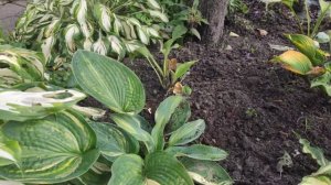 Дачная "болталка".... небольшой обзор моих хостоклумб...клумба под персиком....#хоста#новинки#сорт#