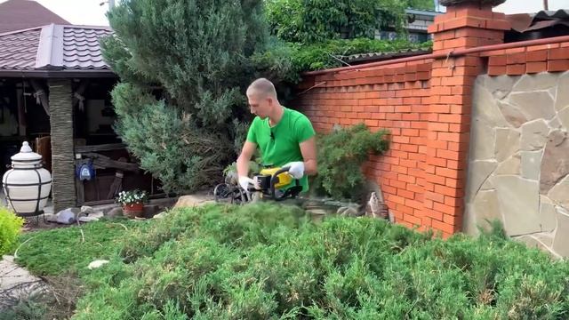 Стрижка казацкого можжевельника смотреть онлайн