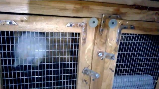 Ночной обзор 12.09. 23-00 Кролики веселятся ! смотреть онлайн