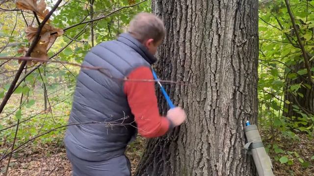 Замер возраста дерева смотреть онлайн