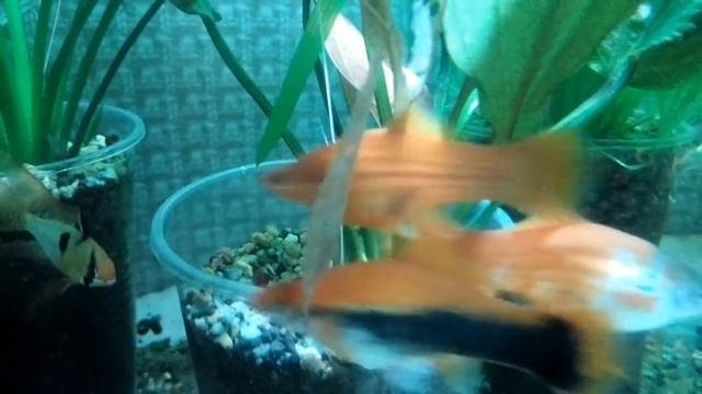 КЛАДКУ ИКРЫ ЕДЯТ УЛИТКИ! АПИСТОГРАММА И ЕЕ МАЛЕК смотреть онлайн