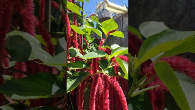 Acalypha hispida.