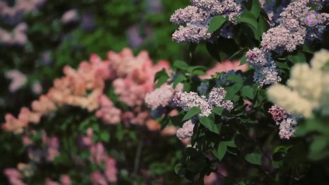 Расцвела Сирень под окном... смотреть онлайн