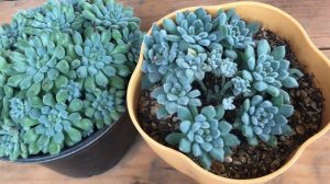 Echeveria Setosa Deminuta VS Echeveria setosa Minor ¿Cuál es la verdadera FO-42?