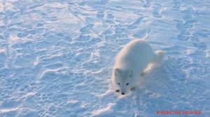 ЧОКУРДАХ САХА ЯКУТИЯ