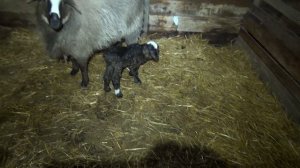 Седимин для овец.