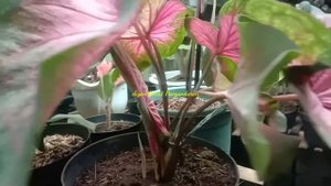 caladium sweetheart/redpink/jaguar