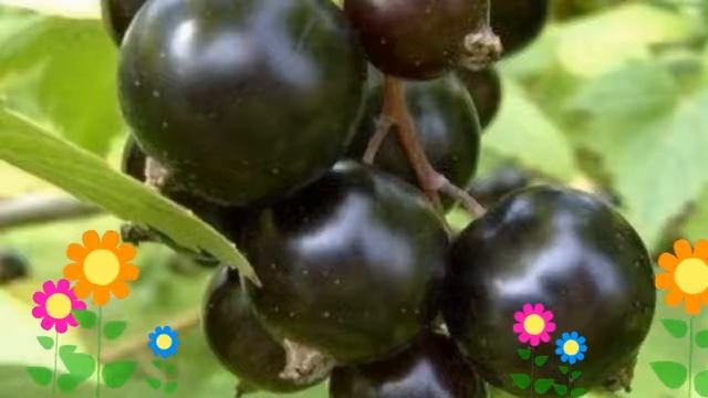 Смородина черная Экзотика (Ekzotika). Краткий обзор, описание характеристик, где купить саженцы смотреть онлайн