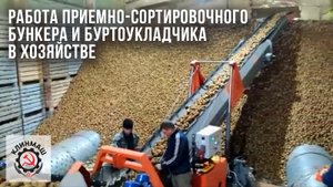 Работа приемно-сортировочного бункера и буртоукладчика в хозяйстве