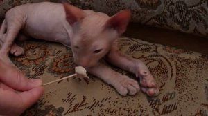 Мне бы такой нюх ( smelling cat breed Sphynx ). mp4