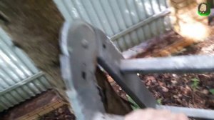 Спасение птенца Зарянки ч.2. Птенец выпал из гнезда, что делать? Зарянка. Малиновка.