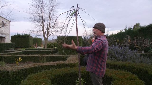 How to Prune a Weeping Cherry Tree - June 2021 смотреть онлайн