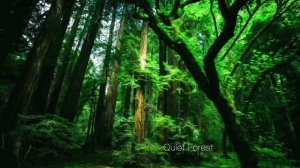 "Into the Forest" - Beautiful & Atmospheric Piano Fantasy Music