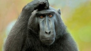 Почему умные люди чешут ЛОБ, а глупые ЗАТЫЛОК