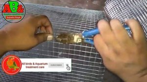 How make birds cage at home in hindi | making birds cage | love birds cage | birds Cage