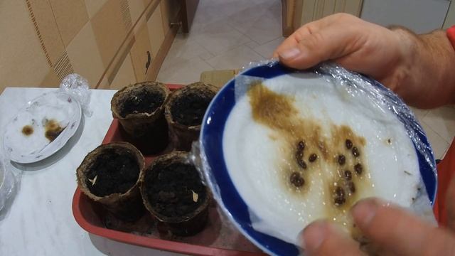 Вырастить Акацию Просто! смотреть онлайн