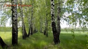 Formatia Curnut (Группа Курнуц) - Белая берёза [IWjoHT4aKXU]