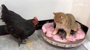 Нежно Терпеливо Негромко