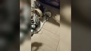 hansa zwm 416 wh, набирает воду но не моет (тишина или скрежет).