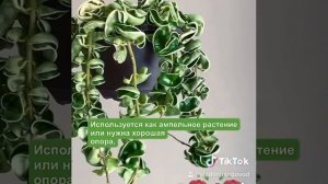 Хойя компакта