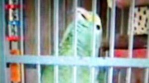 Венесуэльский попугай Амазона говорящий. 