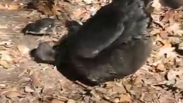 Самка петуха, на прогулке с детьми :) смотреть онлайн