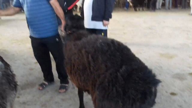 МОЛБОЗОРИ ШАХРИ ИСТАРАВШАН НАРХИ ГИССАРСКИЙ КОЧКОР...
