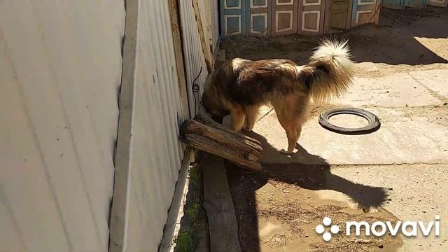 Дядя Женя купил тачку и завёз песок. Обзор новой тачки смотреть онлайн