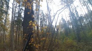 Охота на лося с русско-европейскими лайками | Moose hunting with Russian-European huskies