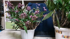 Dendrobium kingianum. Описание,уход.