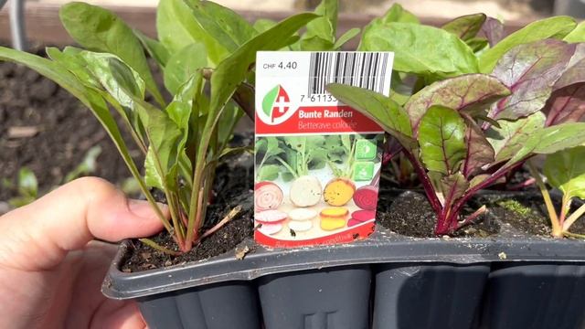 ПОСАДИЛА СВЁКЛУ ЧТО ДОБАВИЛА В ЛУНКУ, смотреть онлайн