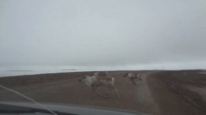 Дорога с берега Карского моря до Воркуты