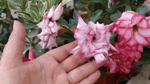 Вот и сентябрь пришел! Хроника адениумной жизни, цветение адениумов.