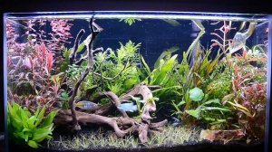 17 gal Planted tank