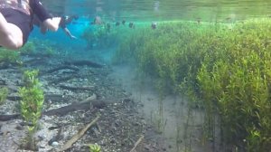 Лучший снорклинг в Бразилии! Бонито, река Aquario Natural!