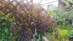 Белый, бордовый, желтый, сад по цветам - это как? Июль 2023 ! Часть 1