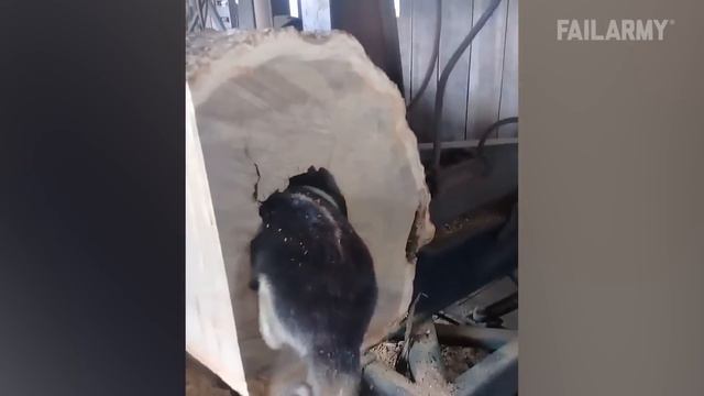 Животные №7 😁 BEST Funny Animals Videos 2024 🥰 #7