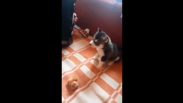 Подарил отцу щенка хаски теперь поют вместе смотреть онлайн