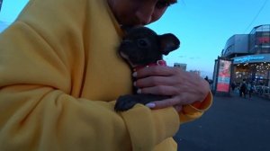 У нас новая собака! Завели Чихуахуа