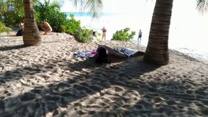 Мальдивы. Остров Тодду. Природа, плантации папайи. Maldives. Thoddoo island.