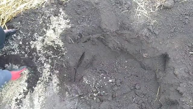 Посадка ШЕЛКОВИЦЫ штамбовой (плакучей) на даче.
