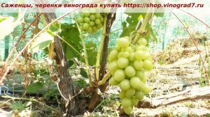3 августа виноград Мускат медовый- уже есть мускат и сахар, можно снять к столу на пробу!