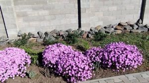 Астры многолетние кустовые в октябре.